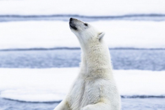 Standing Bear Comes In Peace (Polar Ice above Svalbard 2016)