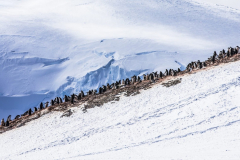 End of the Line (Trinity Island off the Antarctic Peninsula 2015)