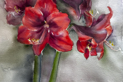 Red Amaryllis