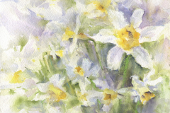 Daffodils