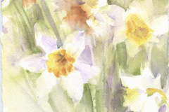 Daffodils