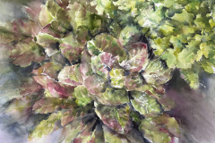 Yugoslavian Red and Nevada