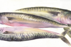Three Mackerel